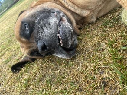 Brinks, an adoptable Mastiff in Hamilton, MT, 59840 | Photo Image 2