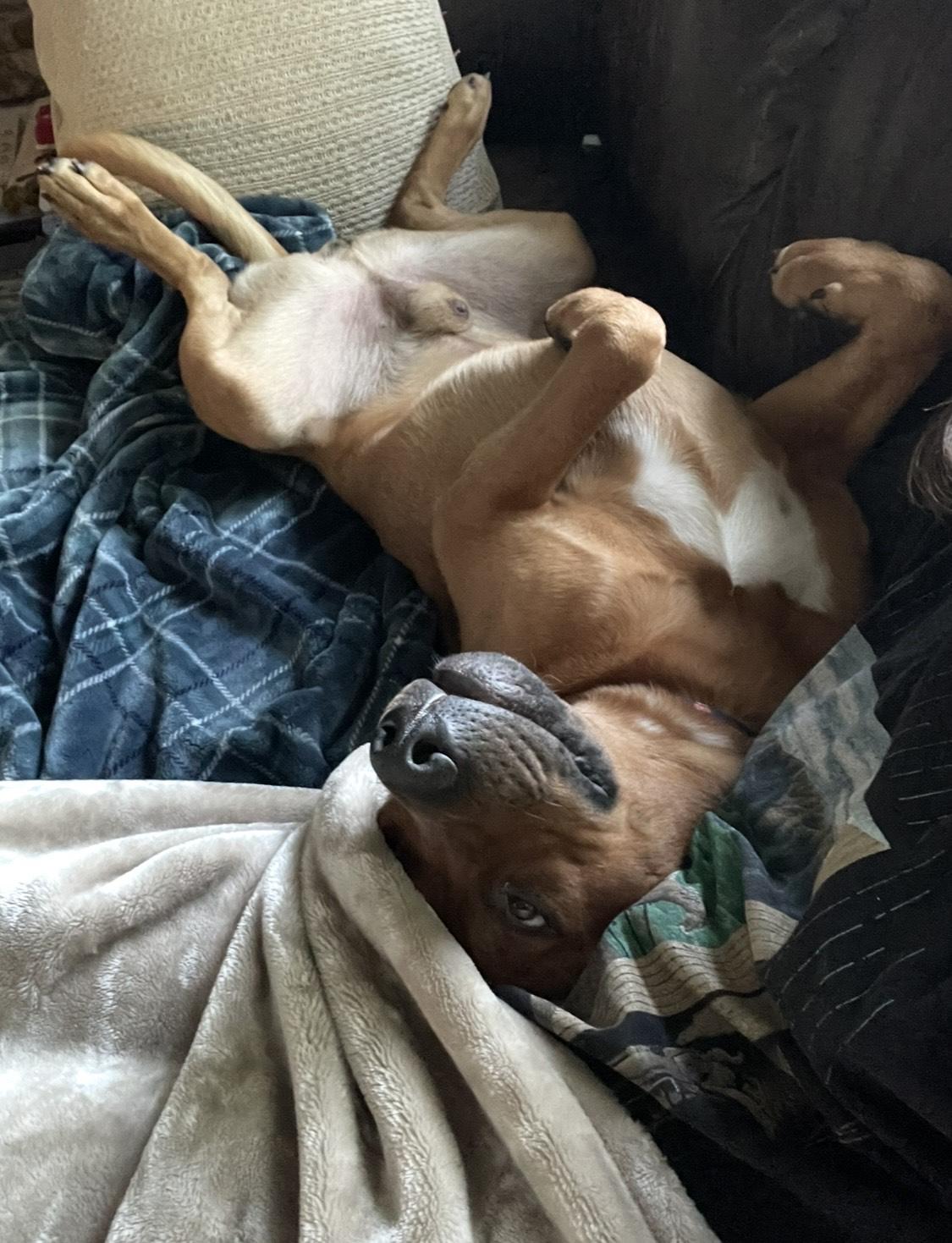 Brinks, an adoptable Mastiff in Hamilton, MT, 59840 | Photo Image 3