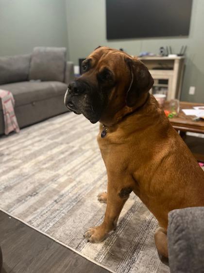 Brinks, an adoptable Mastiff in Hamilton, MT, 59840 | Photo Image 5