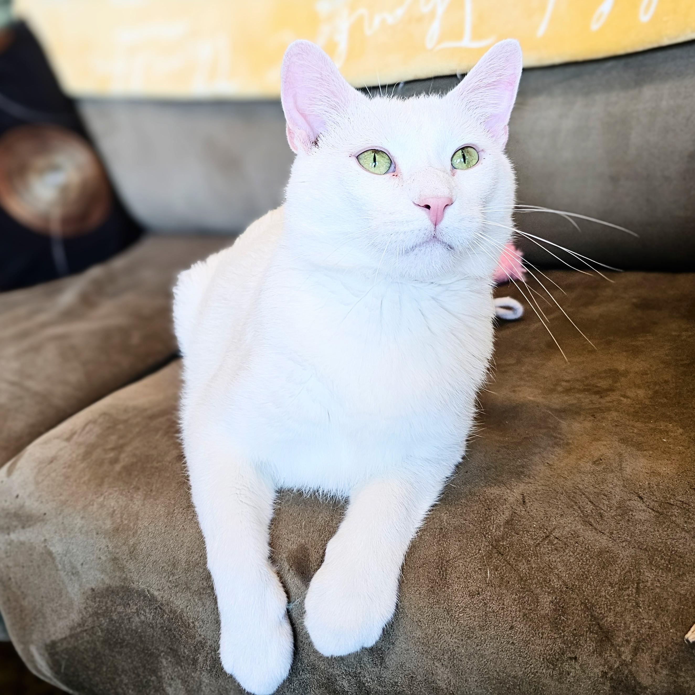 Enlarge Michael, a ADOPTABLE Domestic Short Hair in Chicago, IL image 3/6