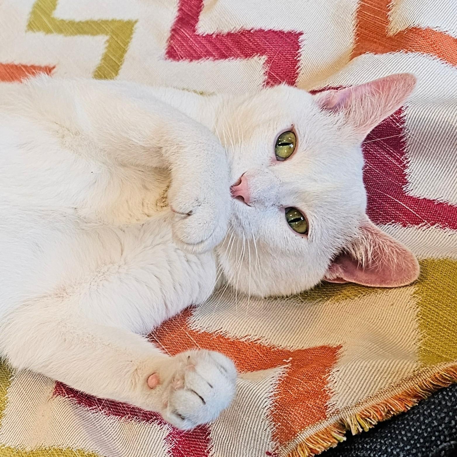 Michael, ADOPTABLE, Adult Male Domestic Short Hair.