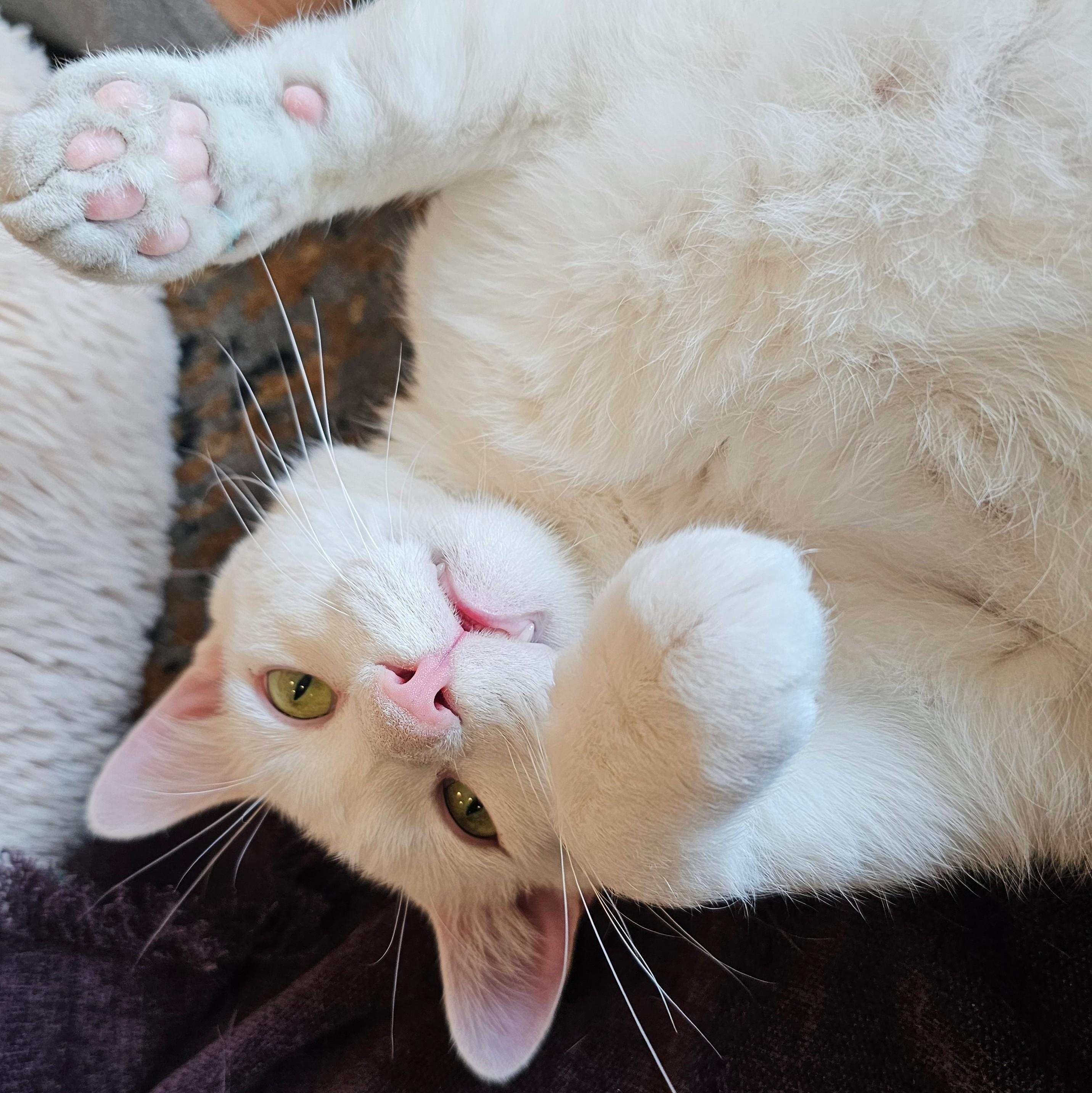 Enlarge Michael, a ADOPTABLE Domestic Short Hair in Chicago, IL image 6/6