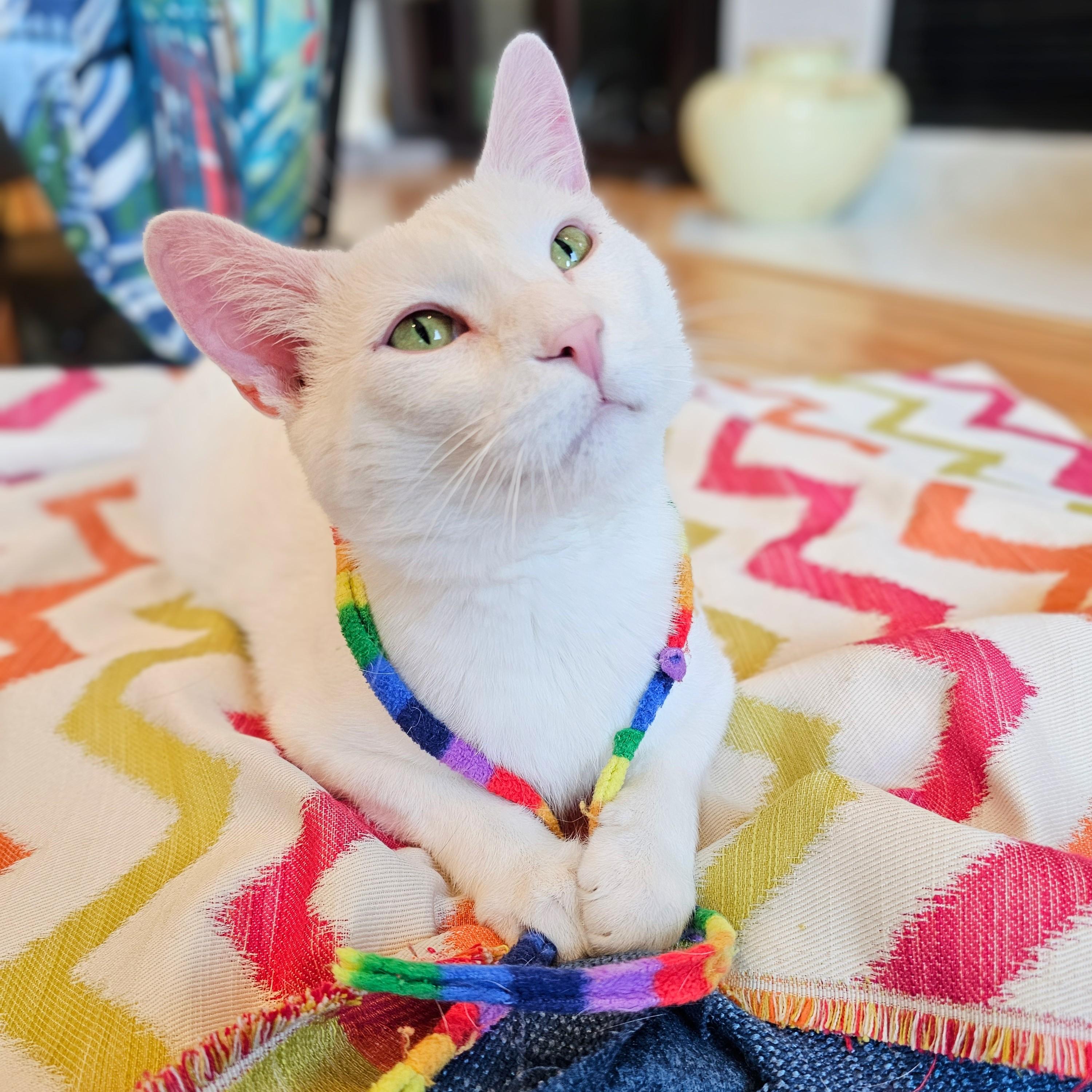 Enlarge Michael, a ADOPTABLE Domestic Short Hair in Chicago, IL image 4/6
