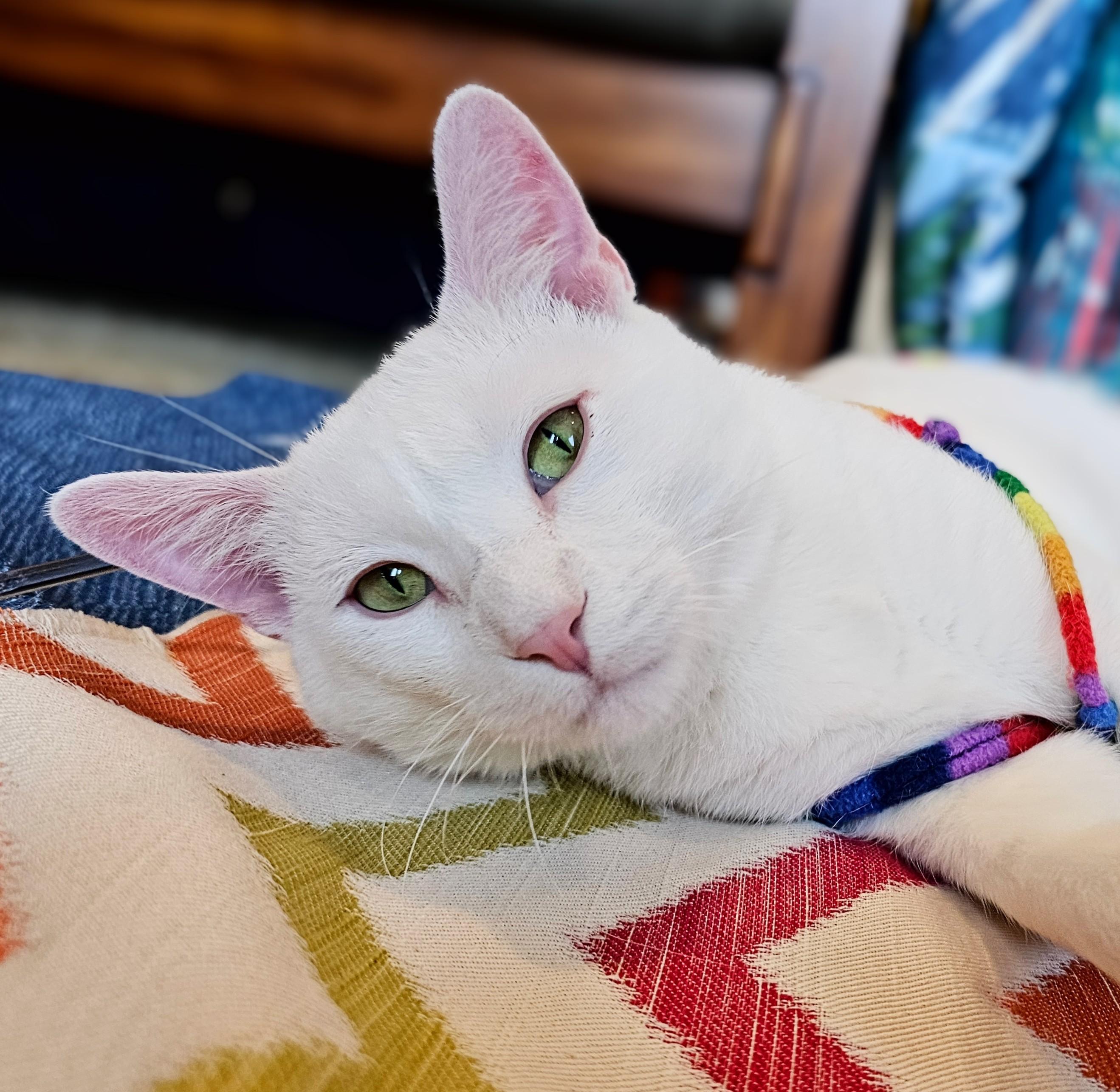 Enlarge Michael, a ADOPTABLE Domestic Short Hair in Chicago, IL image 2/6