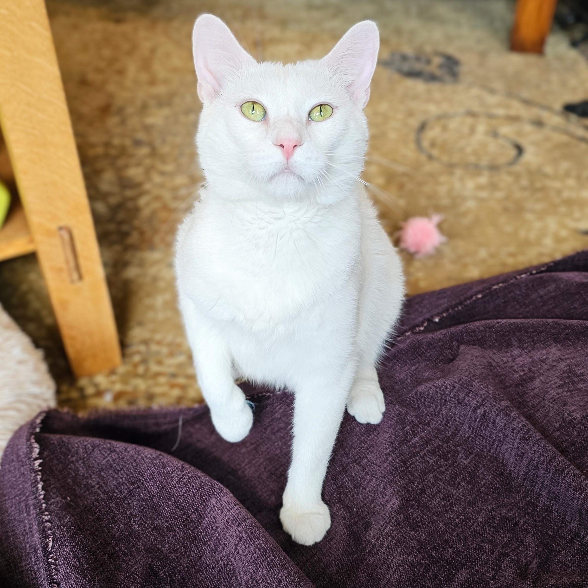 Enlarge Michael, a ADOPTABLE Domestic Short Hair in Chicago, IL image 5/6