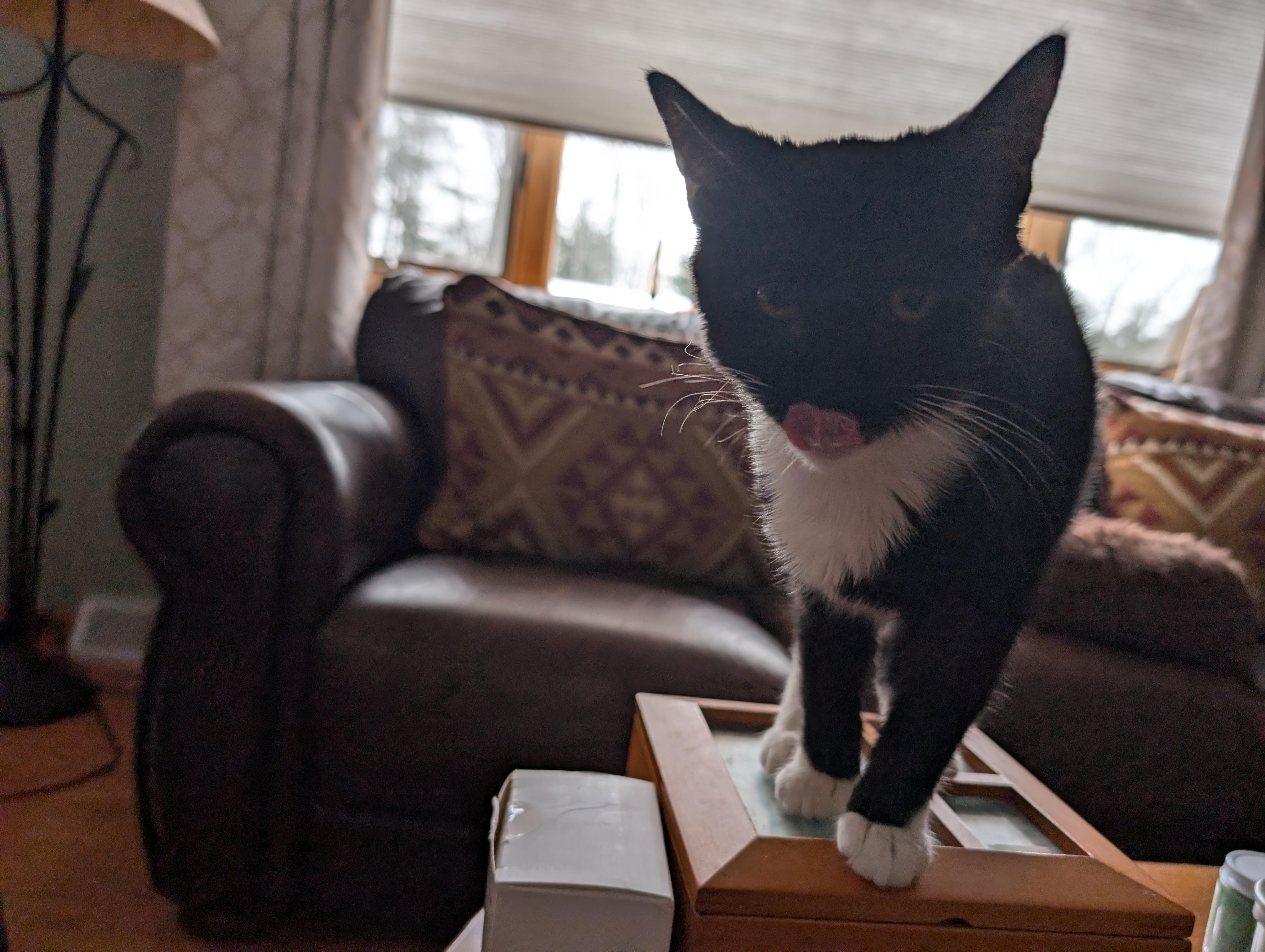 Hermione, adopted, Kitten Female Domestic Short Hair.