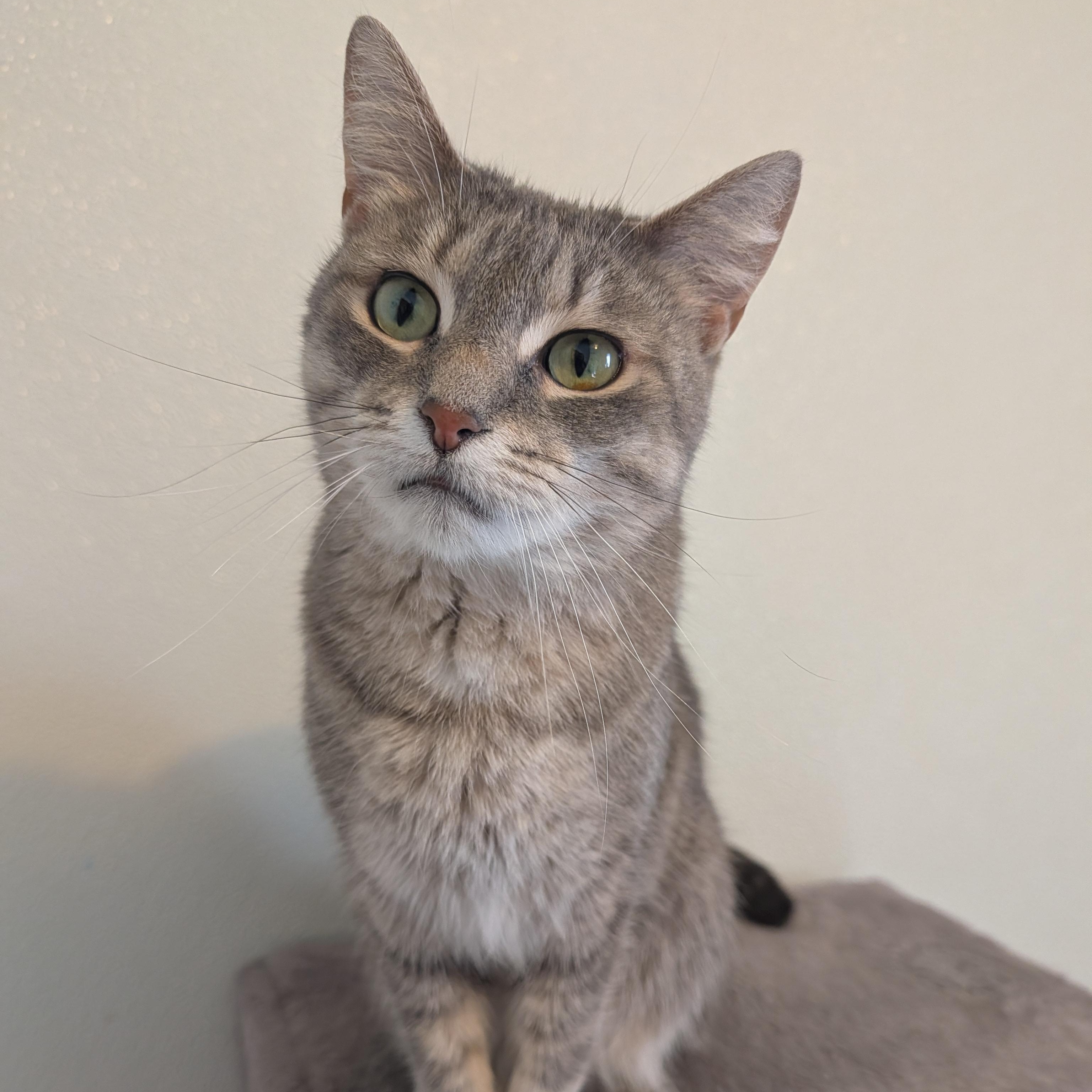 Enlarge Letti, a Adoptable Domestic Short Hair in Manistique, MI image 4/4