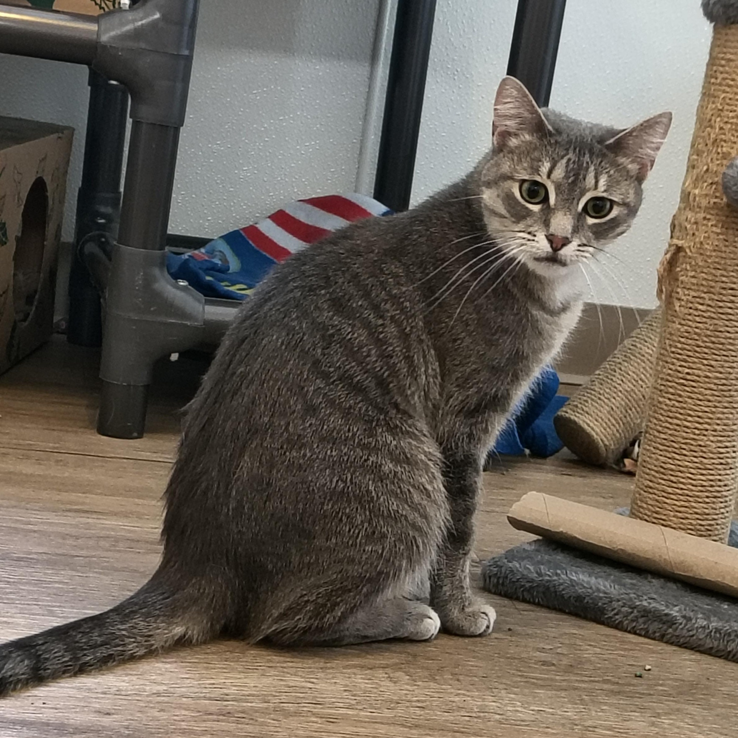 Enlarge Letti, a Adoptable Domestic Short Hair in Manistique, MI image 2/3