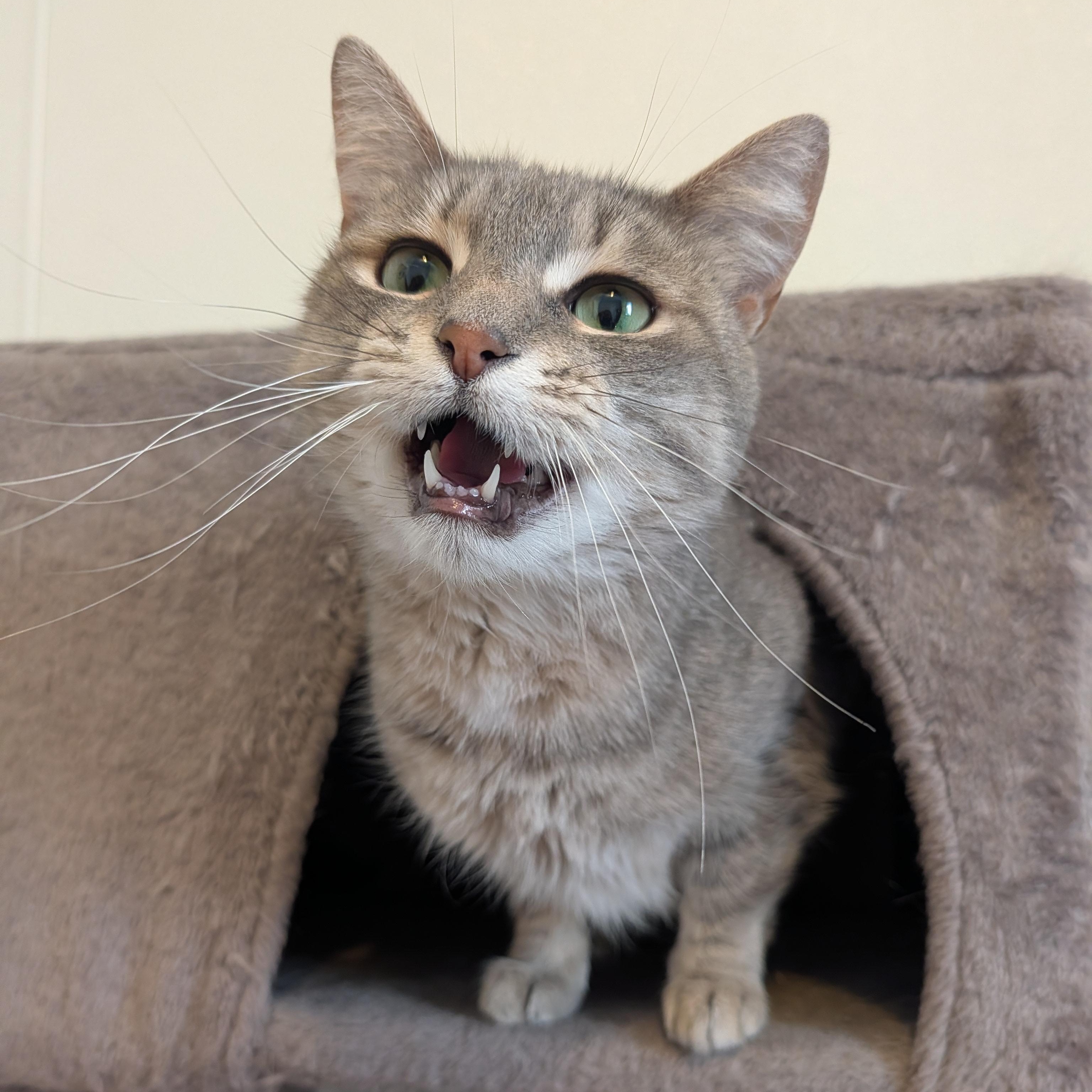Enlarge Letti, a Adoptable Domestic Short Hair in Manistique, MI image 1/4