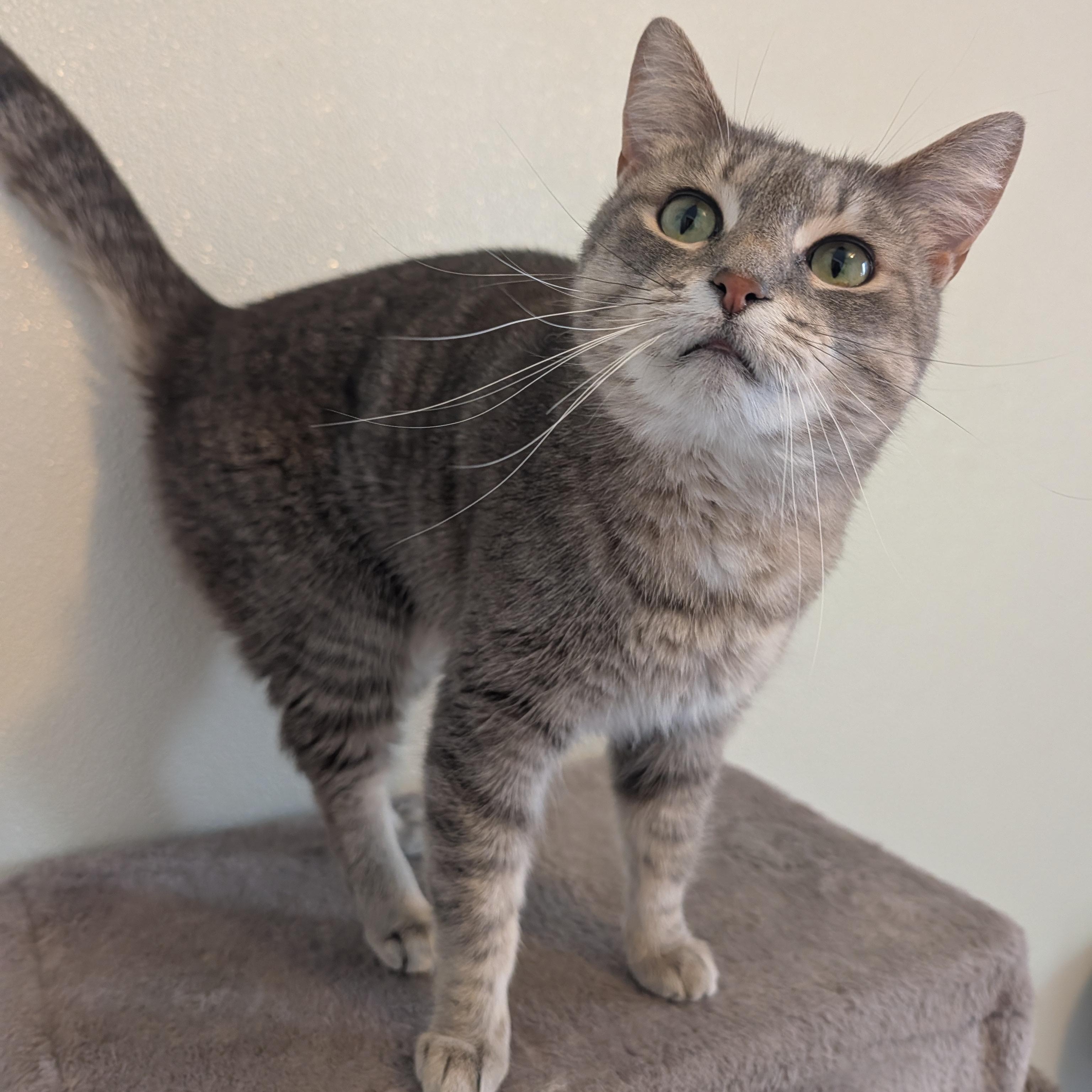 Enlarge Letti, a Adoptable Domestic Short Hair in Manistique, MI image 3/4