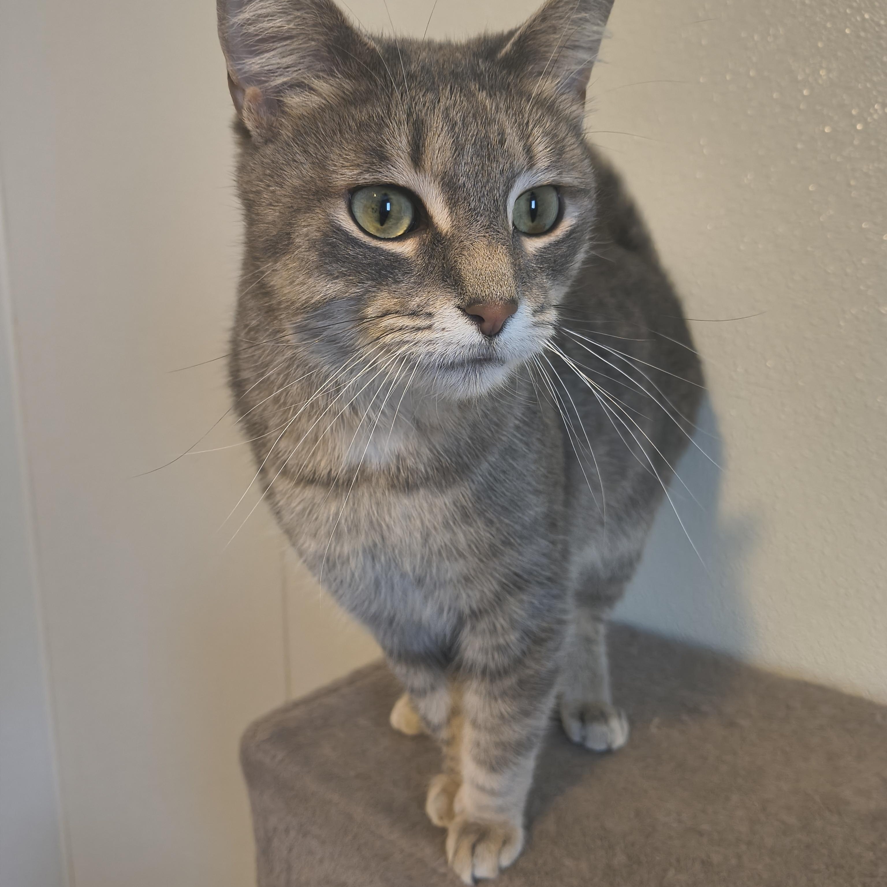 Enlarge Letti, a Adoptable Domestic Short Hair in Manistique, MI image 1/5