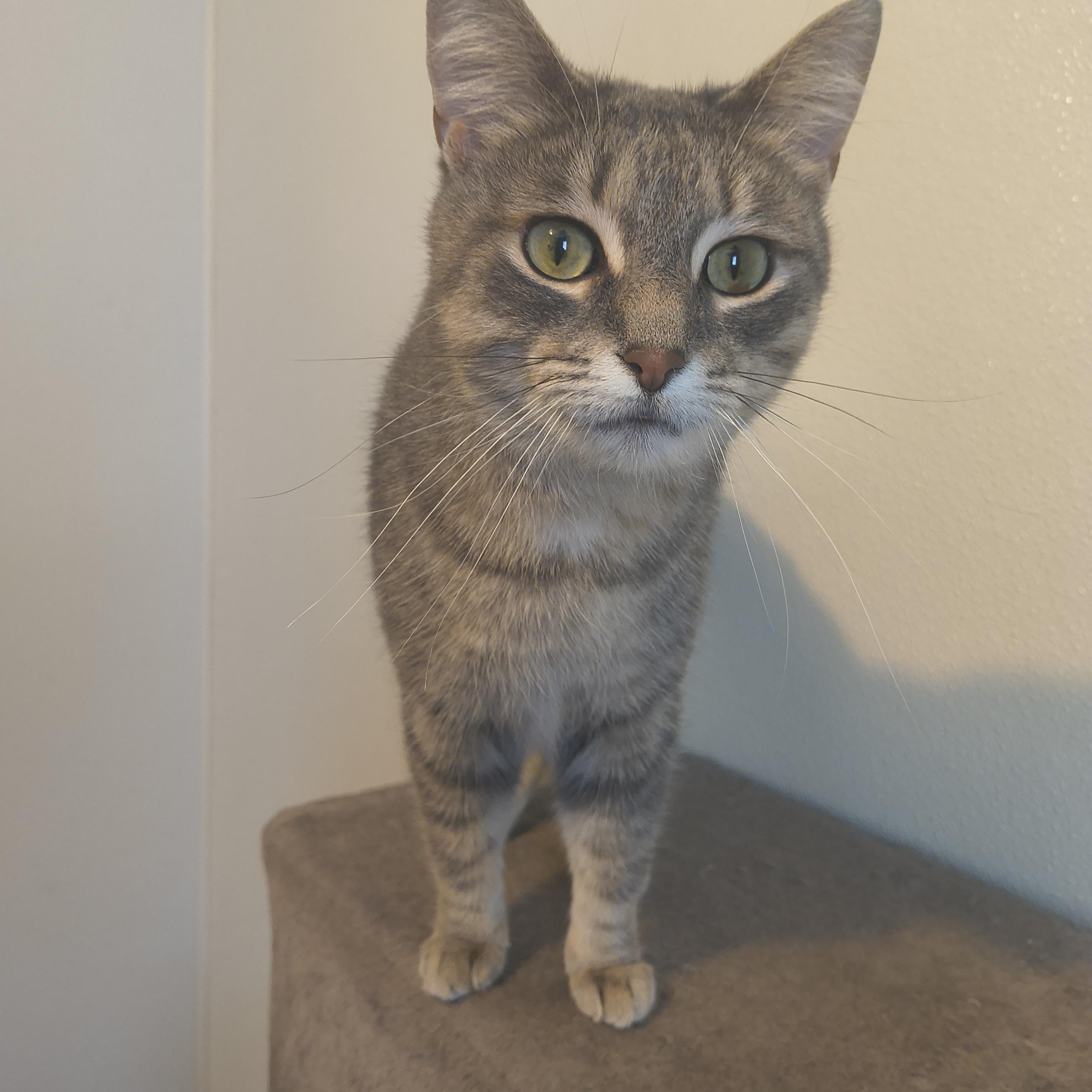 Enlarge Letti, a Adoptable Domestic Short Hair in Manistique, MI image 4/5