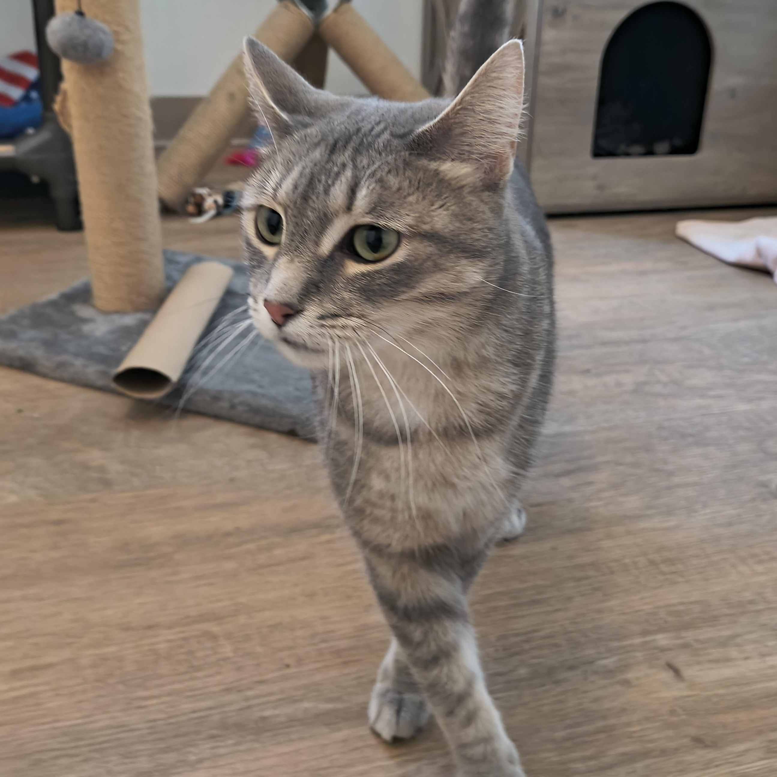 Enlarge Letti, a Adoptable Domestic Short Hair in Manistique, MI image 1/3