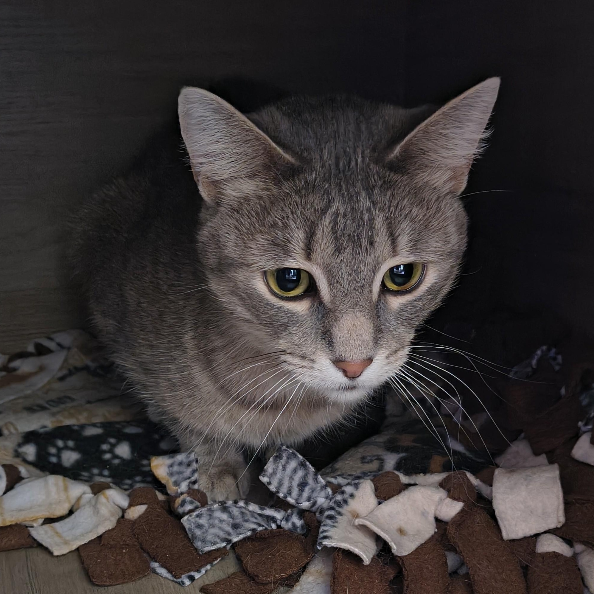 Enlarge Letti, a Adoptable Domestic Short Hair in Manistique, MI image 3/3