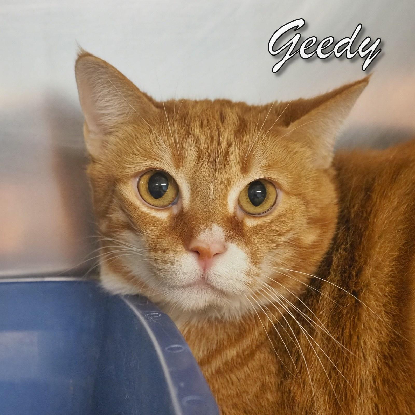 Enlarge Geedy, an adopted Domestic Short Hair in Cape May Court House, NJ image 1/1