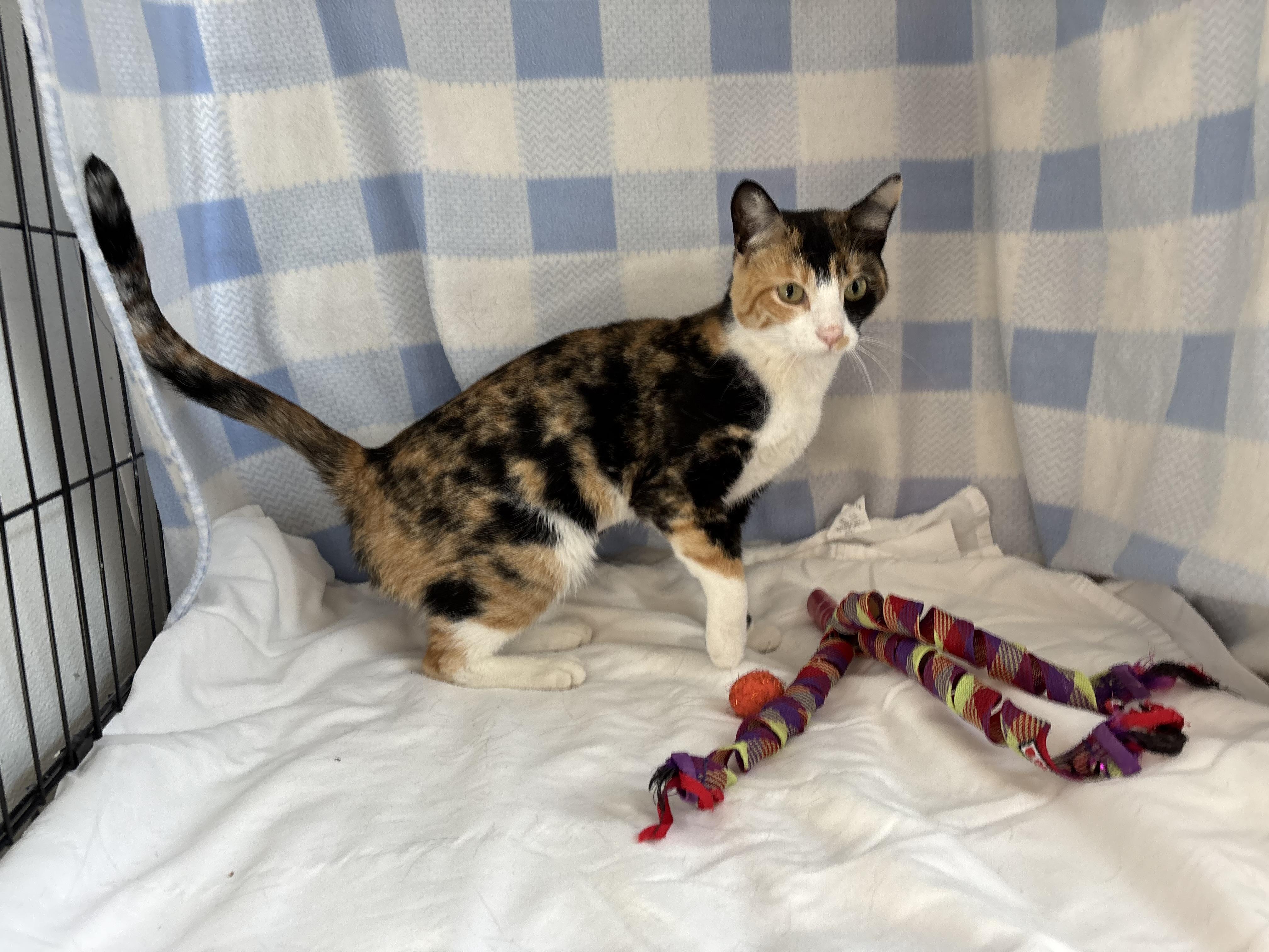 Sassy, an adoptable Domestic Short Hair in Torrington, WY, 82240 | Photo Image 5