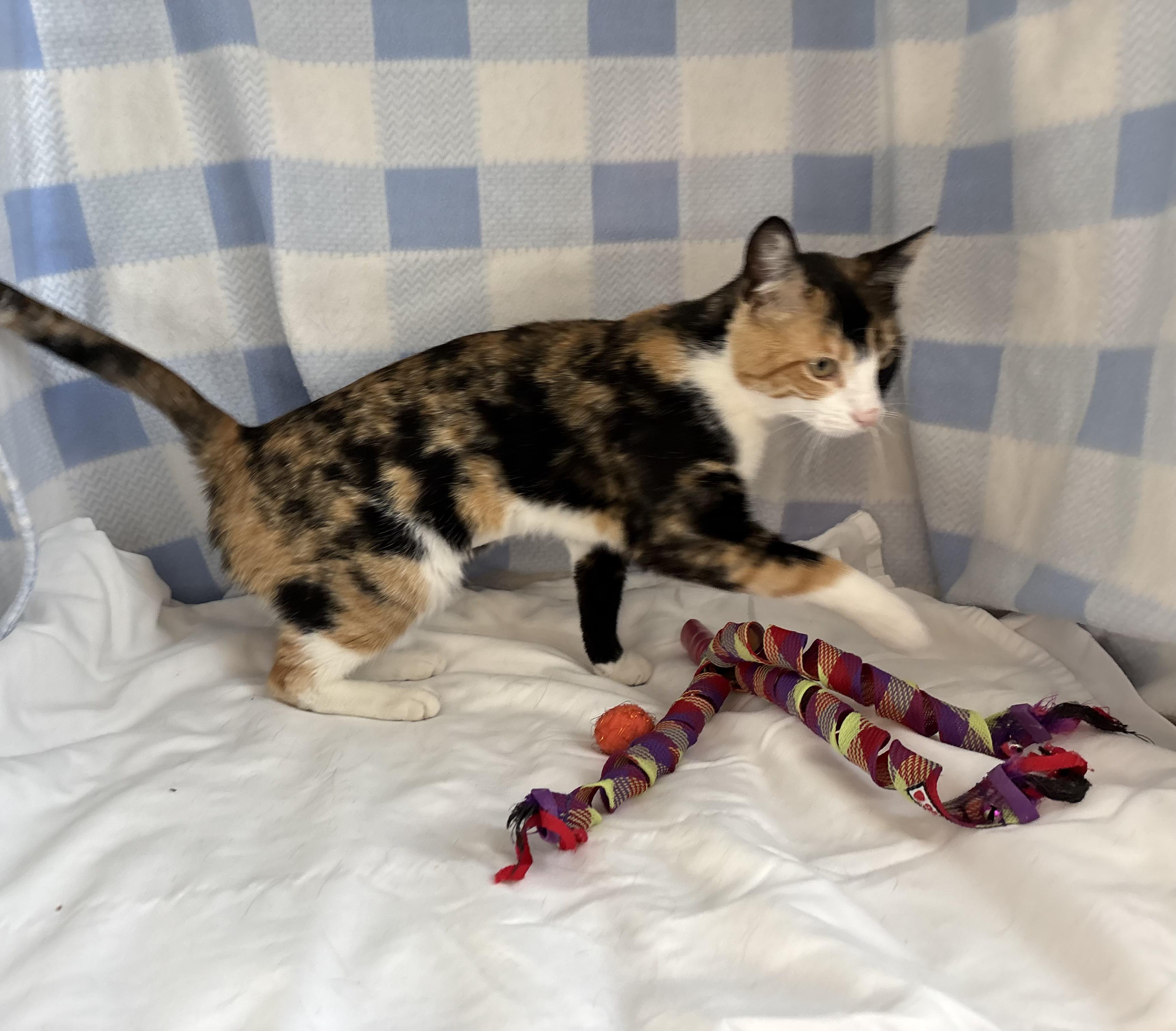 Sassy, an adoptable Domestic Short Hair in Torrington, WY, 82240 | Photo Image 2
