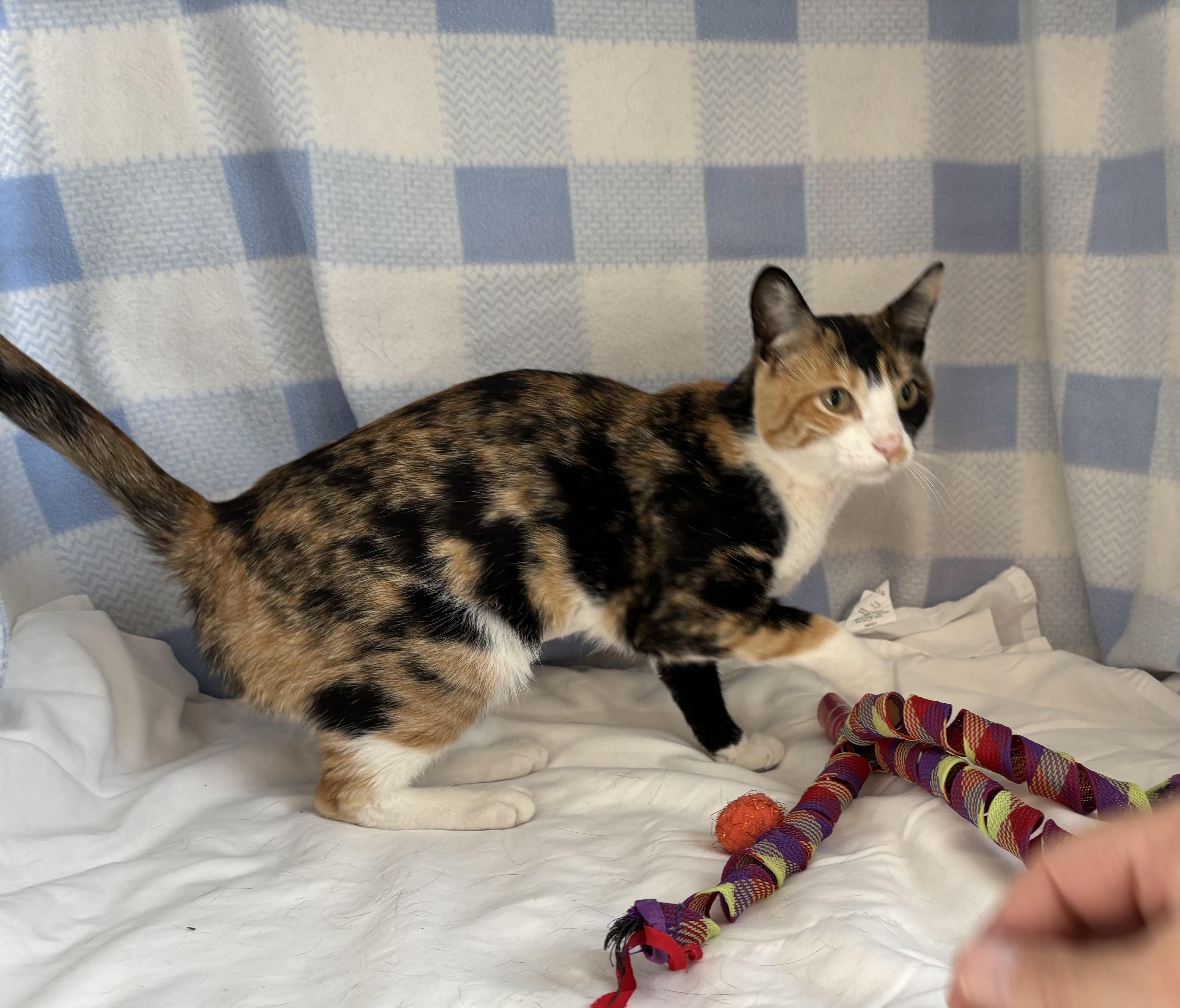 Sassy, an adoptable Domestic Short Hair in Torrington, WY, 82240 | Photo Image 3