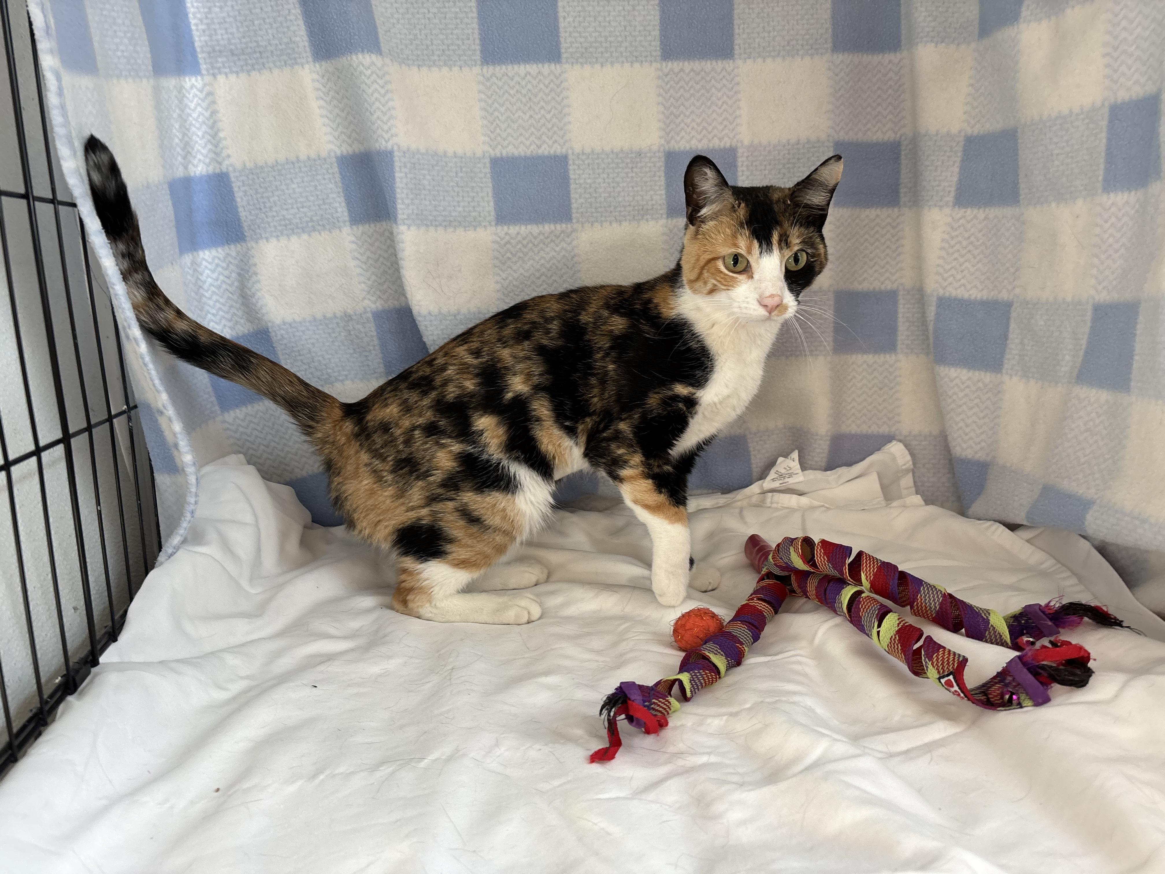 Sassy, an adoptable Domestic Short Hair in Torrington, WY, 82240 | Photo Image 1