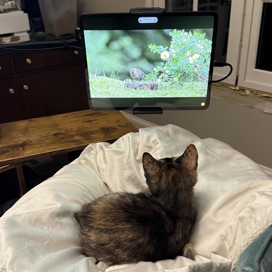 Sophia, Adoptable, Young Female Domestic Short Hair.