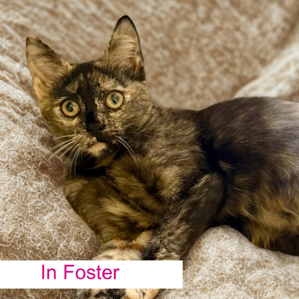 Sophia, Adoptable, Young Female Domestic Short Hair.