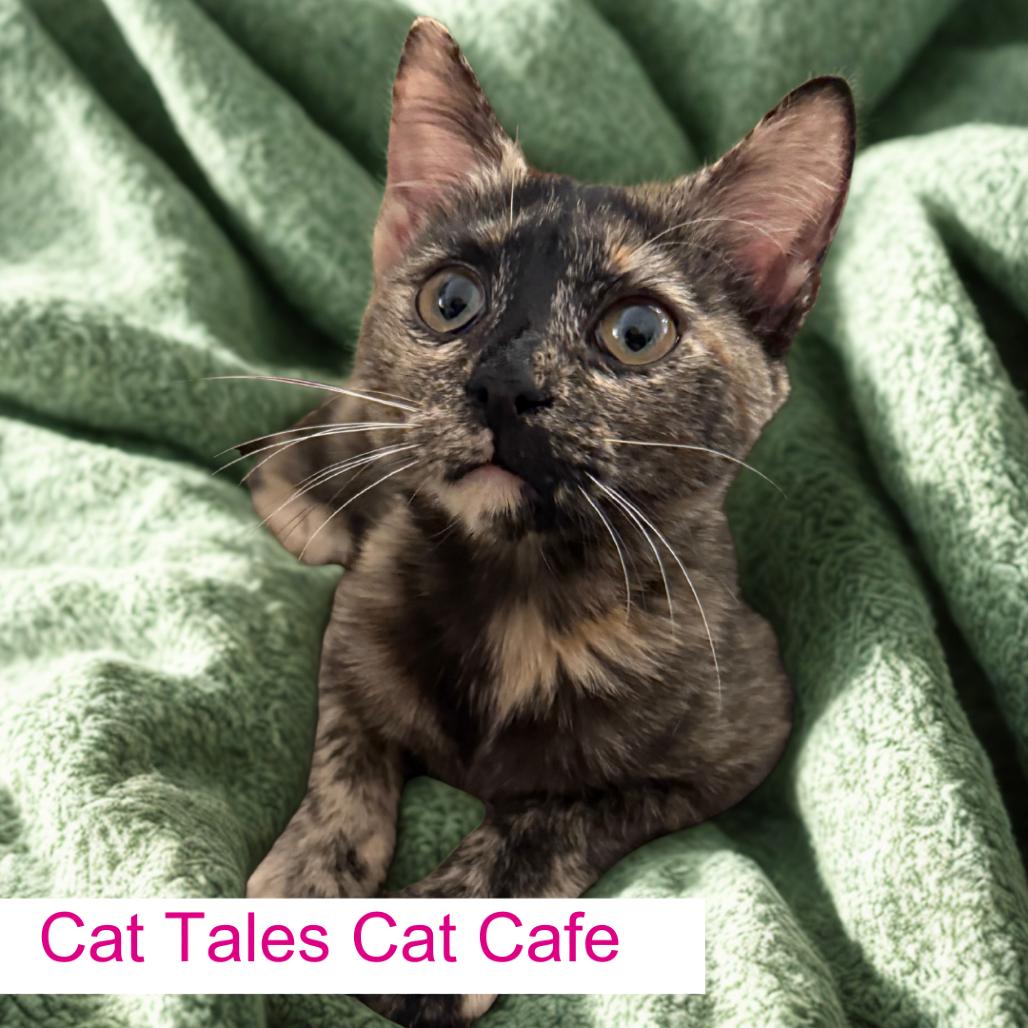 Sophia, Adoptable, Young Female Domestic Short Hair.