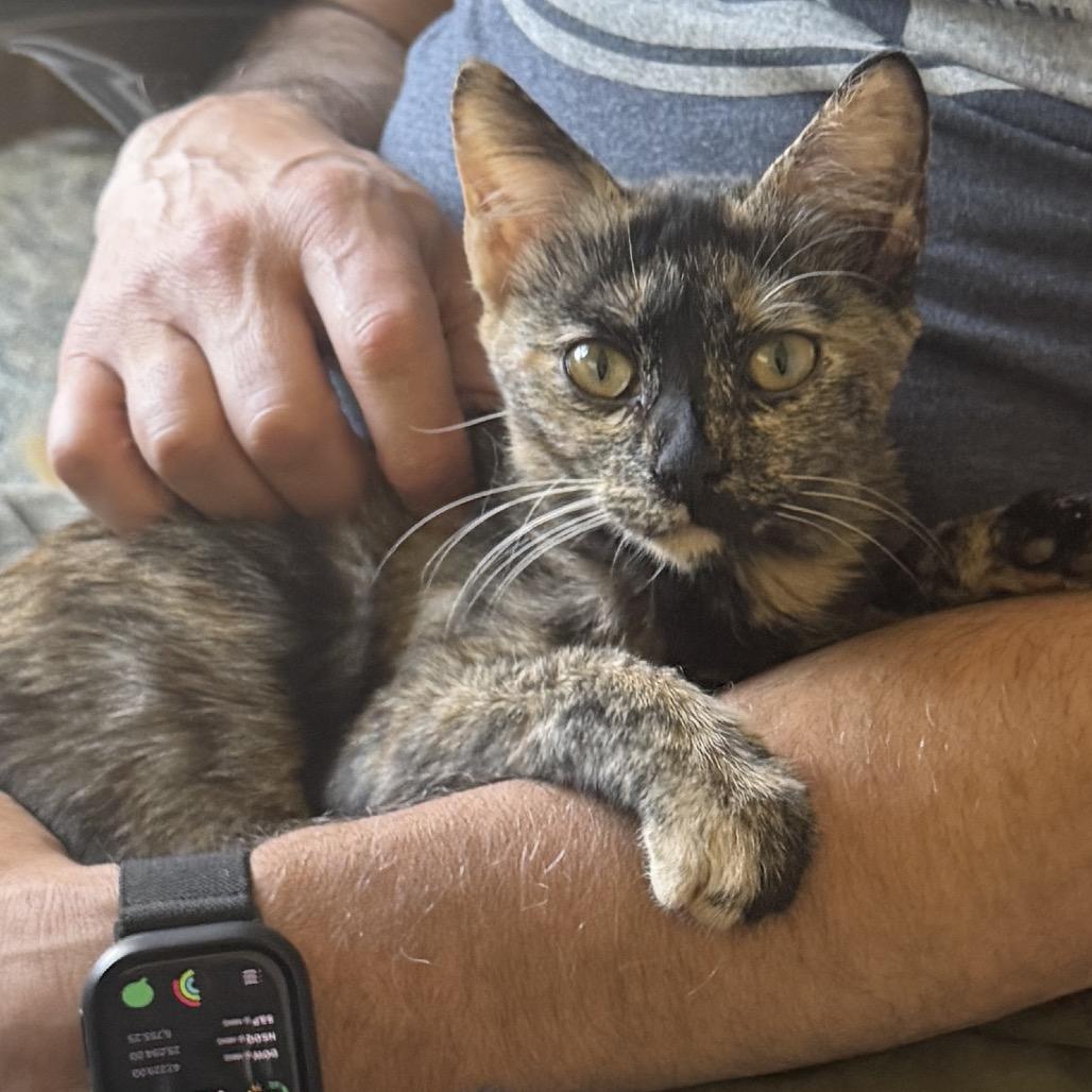 Enlarge Sophia, a Adoptable Domestic Short Hair in Chapel Hill, NC image 3/3