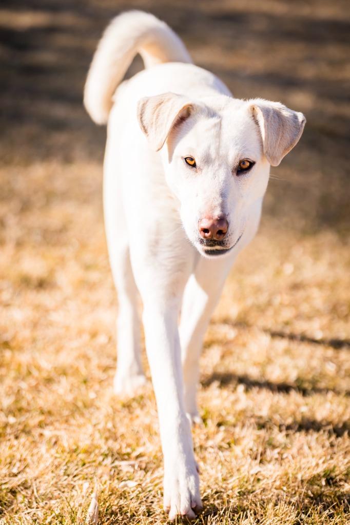 Wunny Sharbit, Adoptable, Adult Female Labrador Retriever & Great Pyrenees.