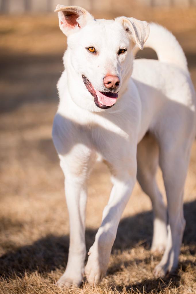 Enlarge Wunny Sharbit, a Adoptable mixed breed in Fort Lupton, CO image 2/4