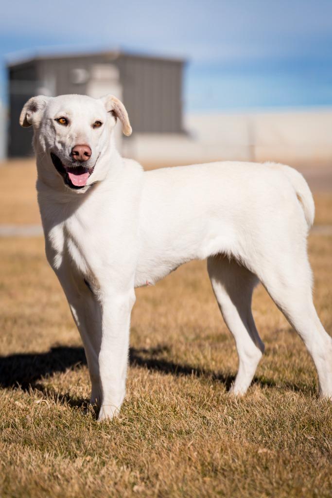 Enlarge Wunny Sharbit, a Adoptable mixed breed in Fort Lupton, CO image 3/4