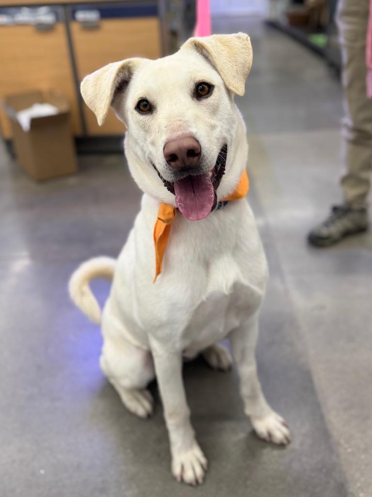 Wunny Sharbit, a Adoptable mixed breed in Fort Lupton, CO image 5/5