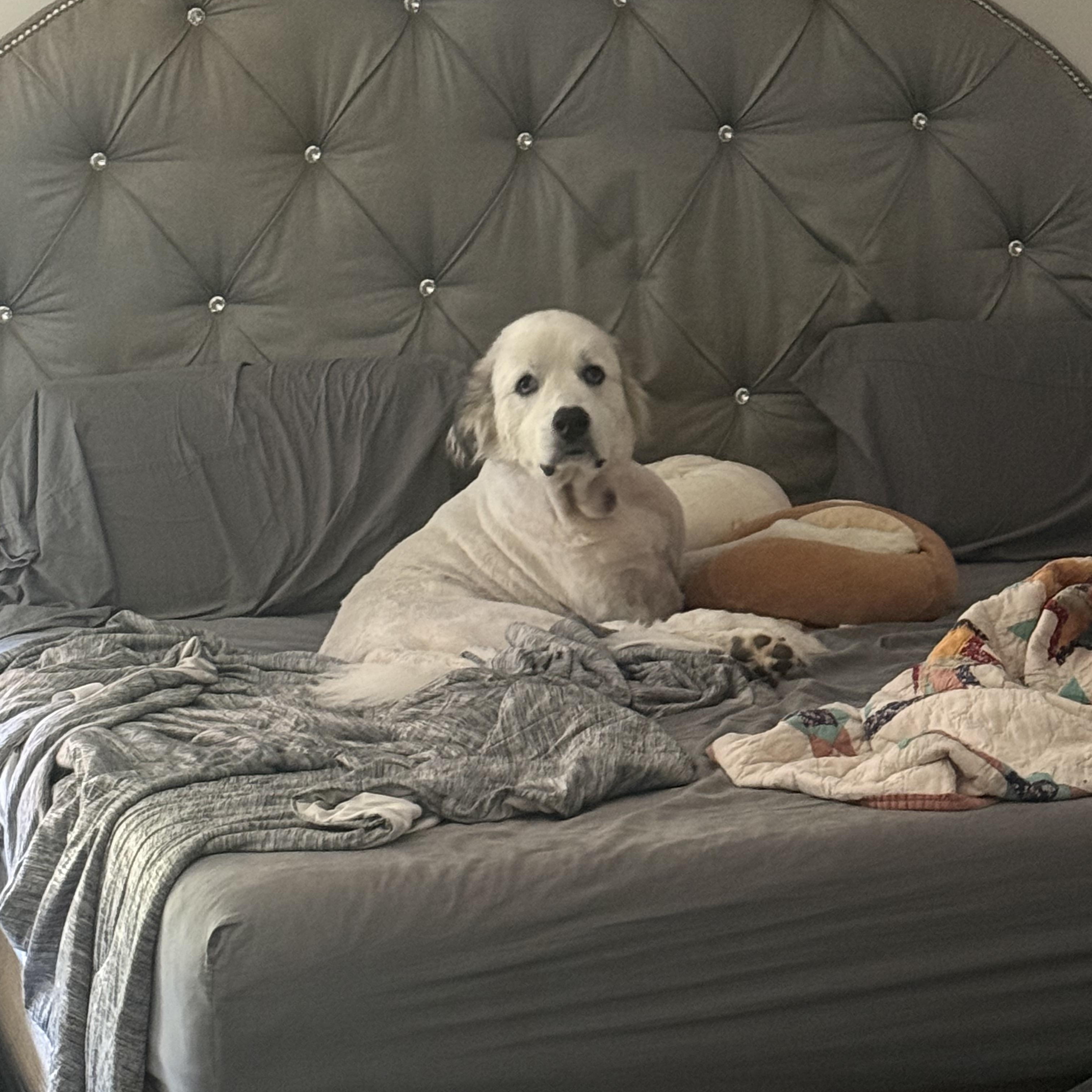 Panda, a ADOPTABLE Great Pyrenees in Pittsboro, NC image 2/3