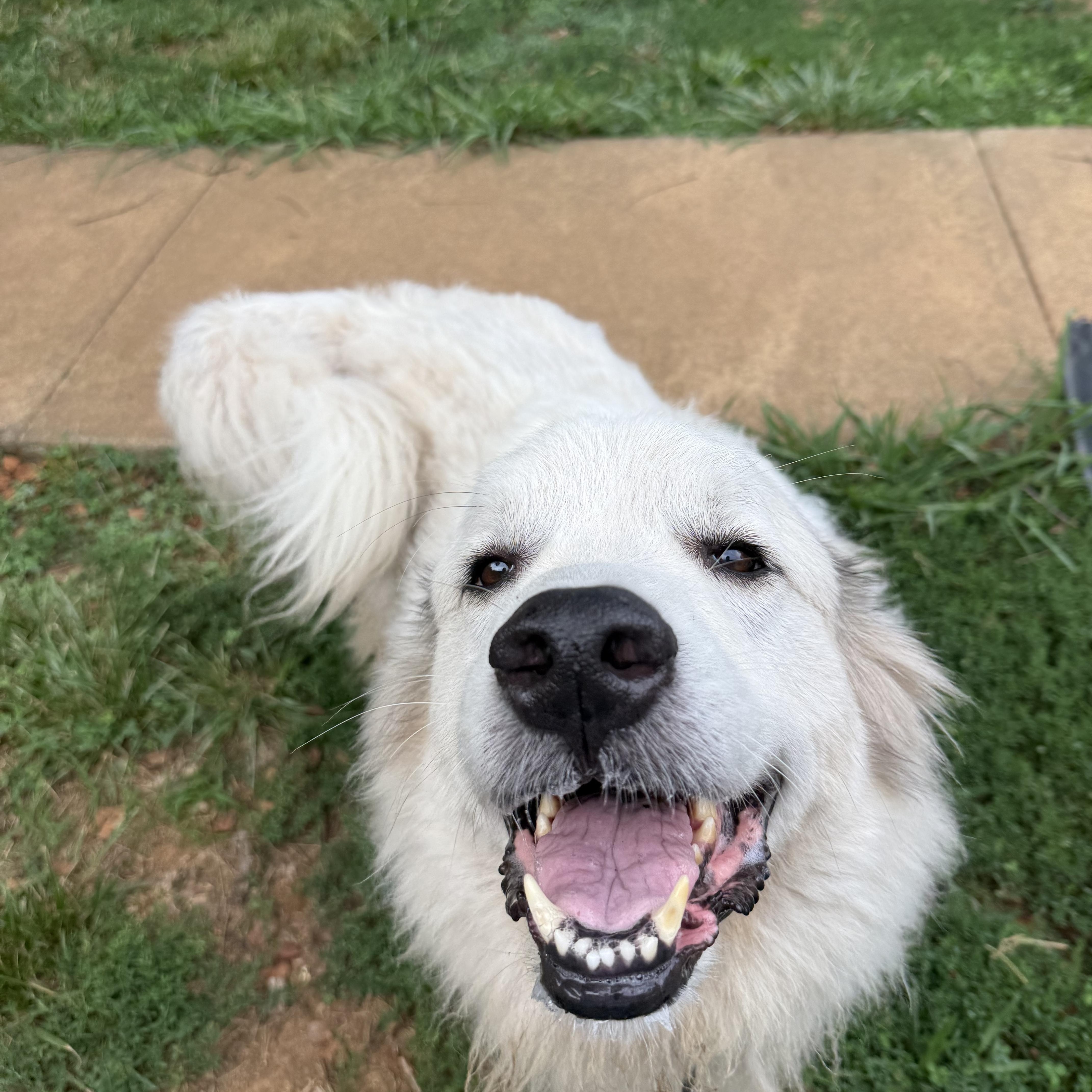 Panda, a ADOPTABLE Great Pyrenees in Pittsboro, NC image 3/3