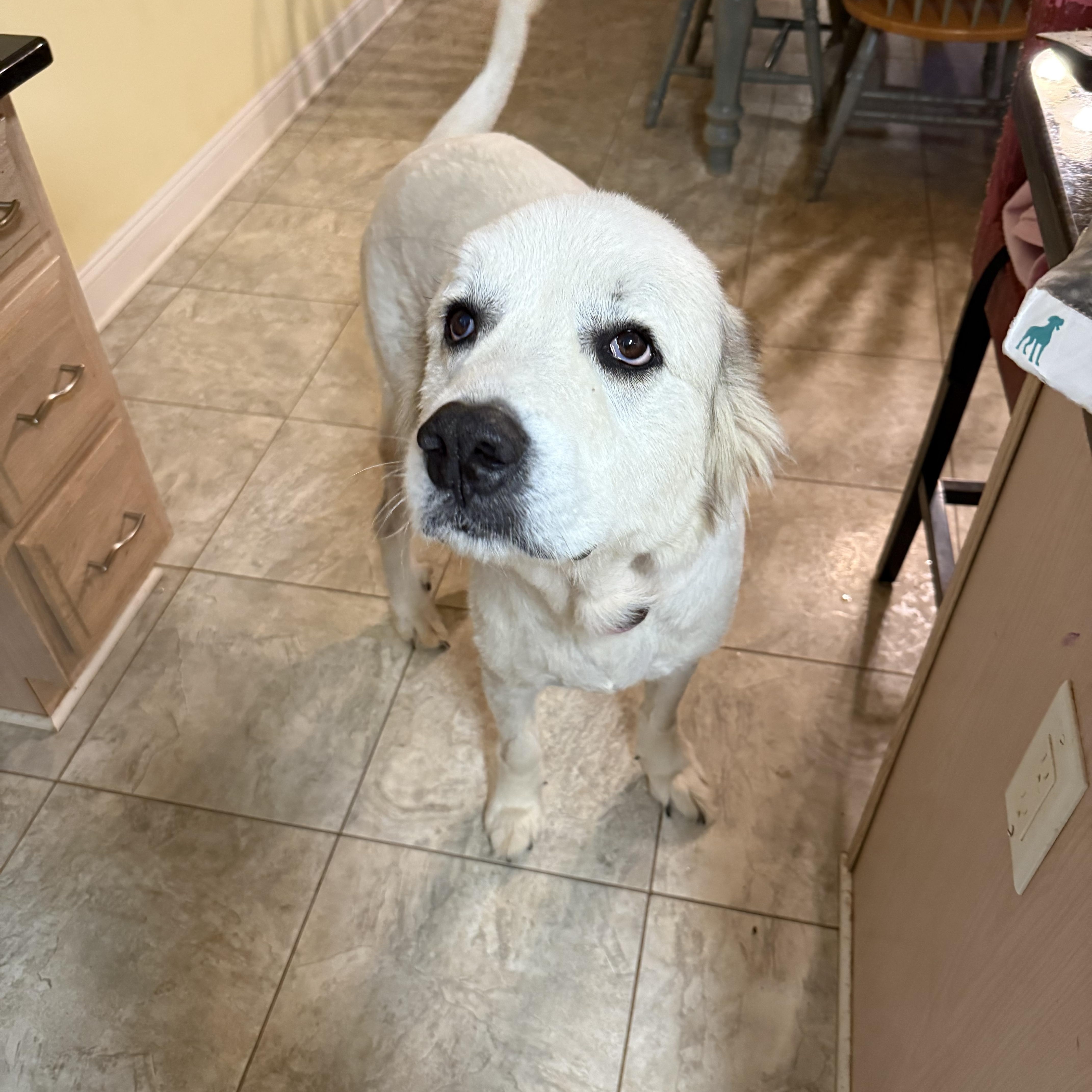 Panda, ADOPTABLE, Adult Male Great Pyrenees.
