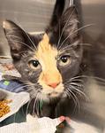 Odette, adopted, Kitten Female Domestic Short Hair.