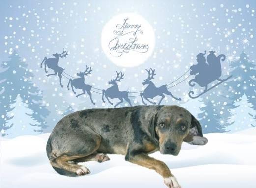 Enlarge Comet, a Adoptable mixed breed in Opelousas, LA image 1/1