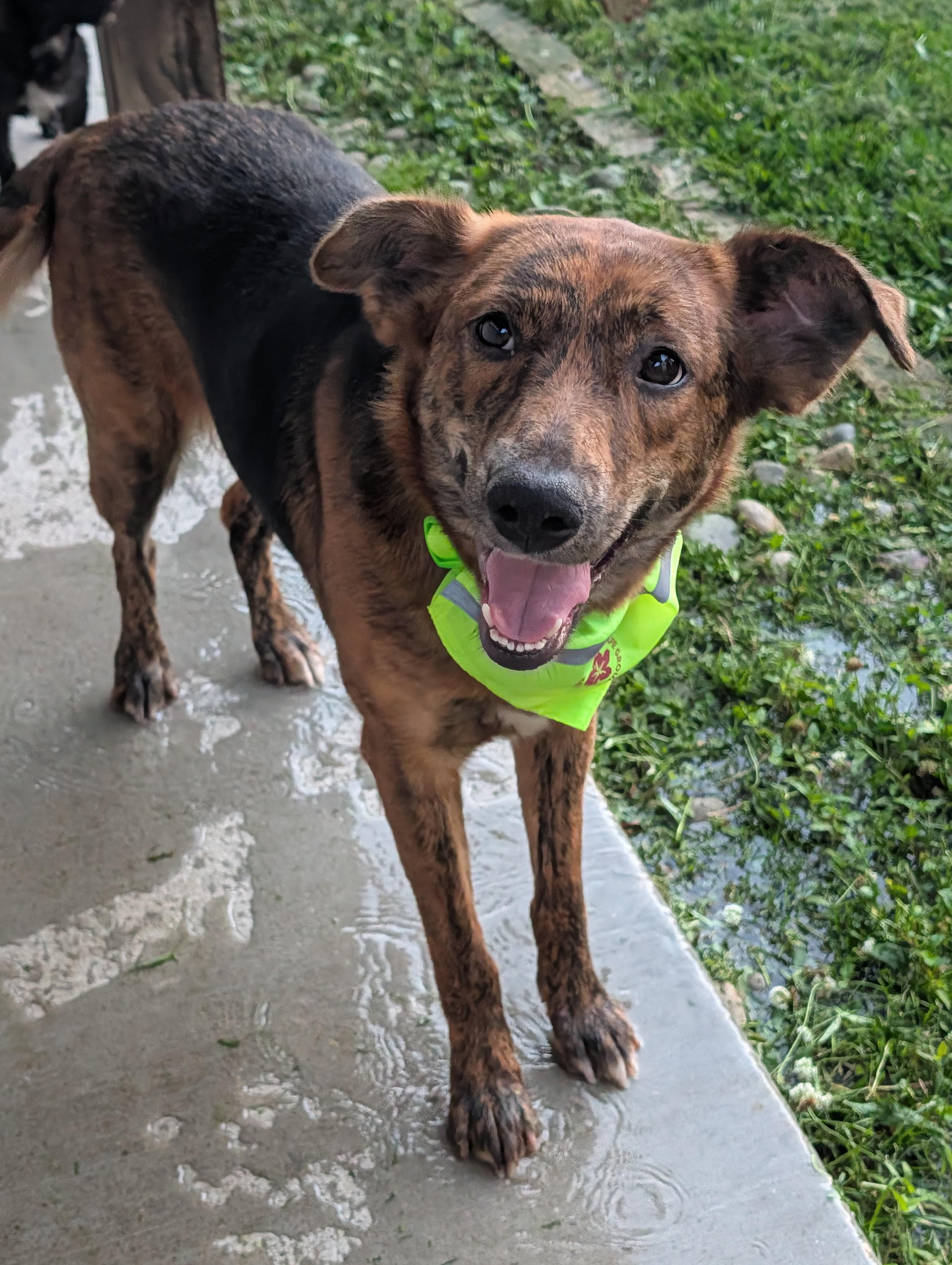 Enlarge Amber, an adopted mixed breed in Baton Rouge, LA image 4/5
