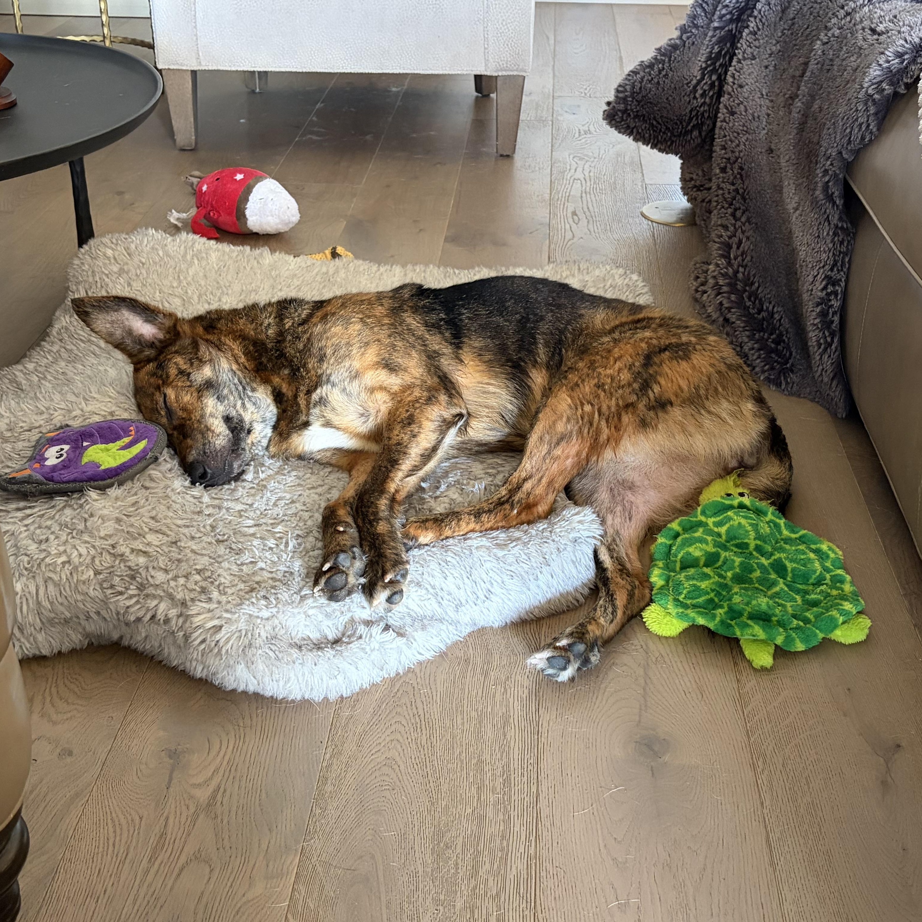 Enlarge Amber, an adopted mixed breed in Baton Rouge, LA image 3/5