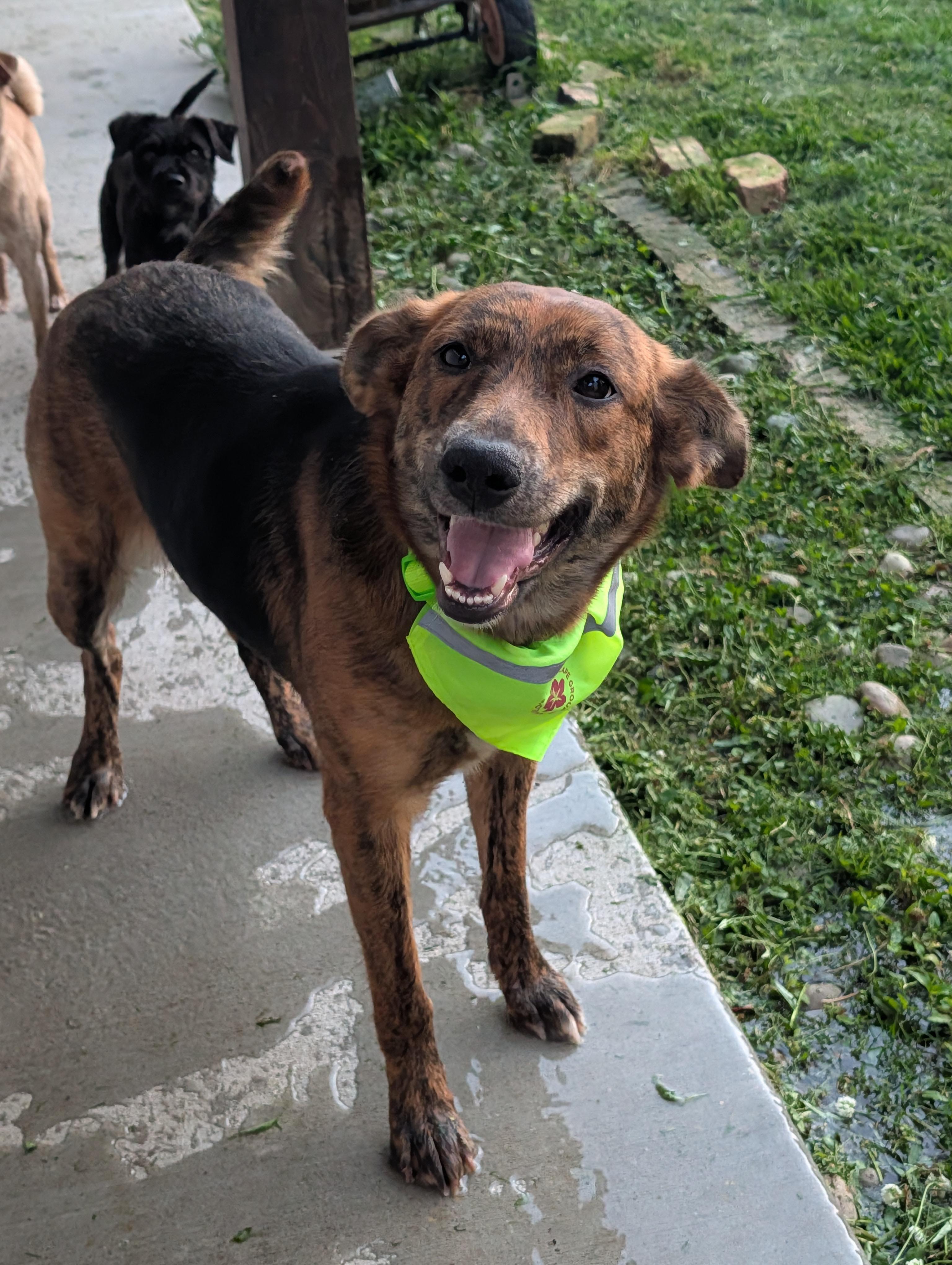 Enlarge Amber, an adopted mixed breed in Baton Rouge, LA image 5/5