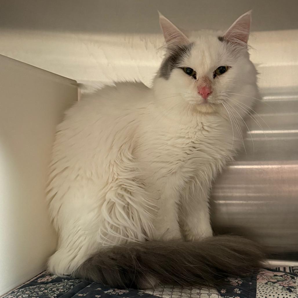 Enlarge Remi, a Adoptable Domestic Medium Hair in Cedaredge, CO image 1/1