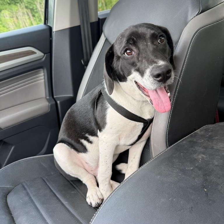 Enlarge Harvey, a ADOPTABLE Mixed Breed in Lemont, IL image 2/5