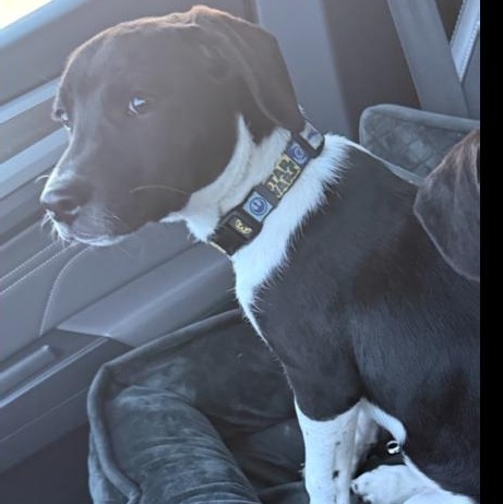 Enlarge Harvey, a ADOPTABLE Mixed Breed in Lemont, IL image 5/5