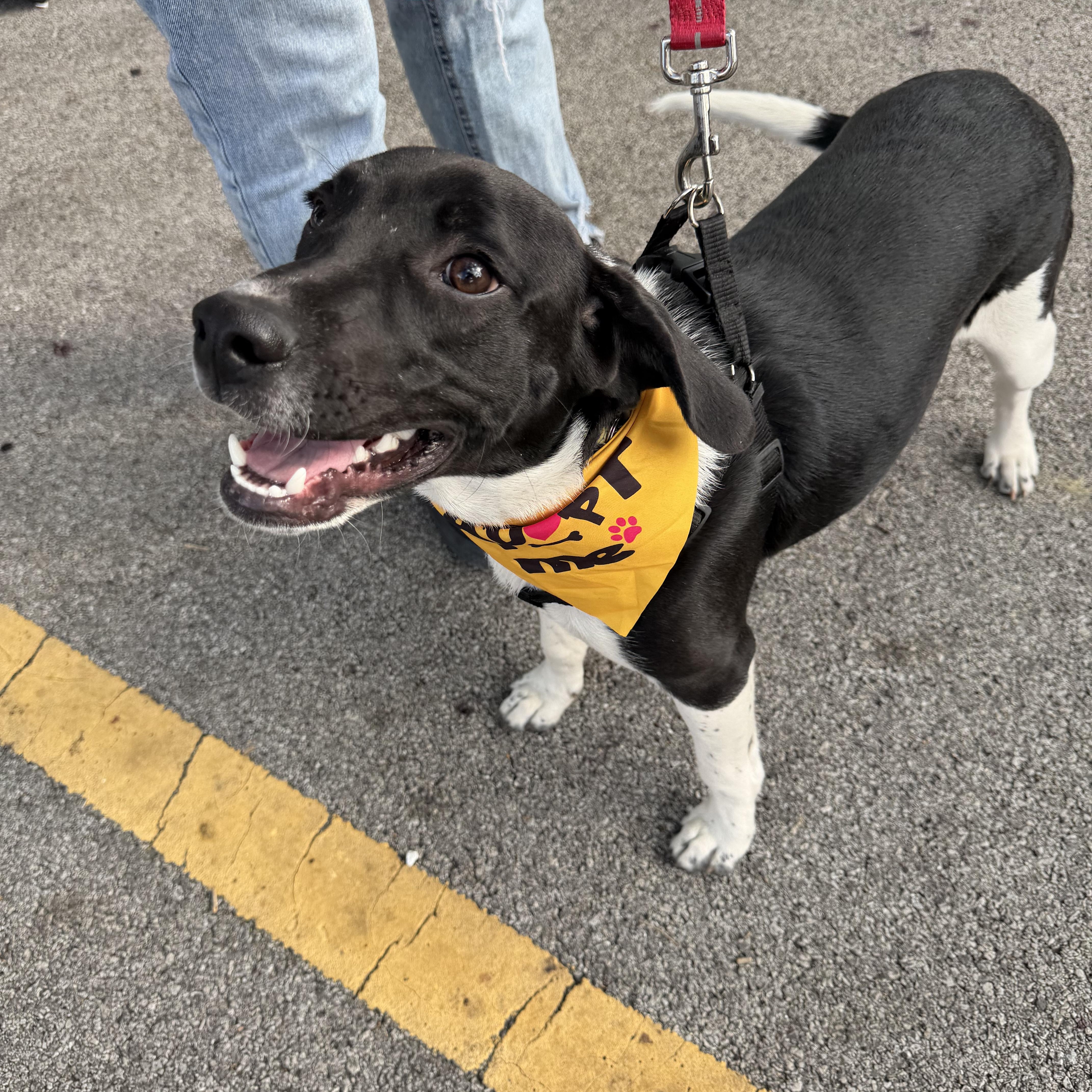 Enlarge Harvey, a ADOPTABLE Mixed Breed in Lemont, IL image 4/5