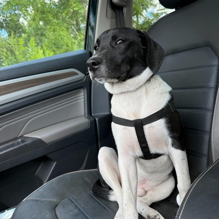 Enlarge Harvey, a ADOPTABLE Mixed Breed in Lemont, IL image 3/5