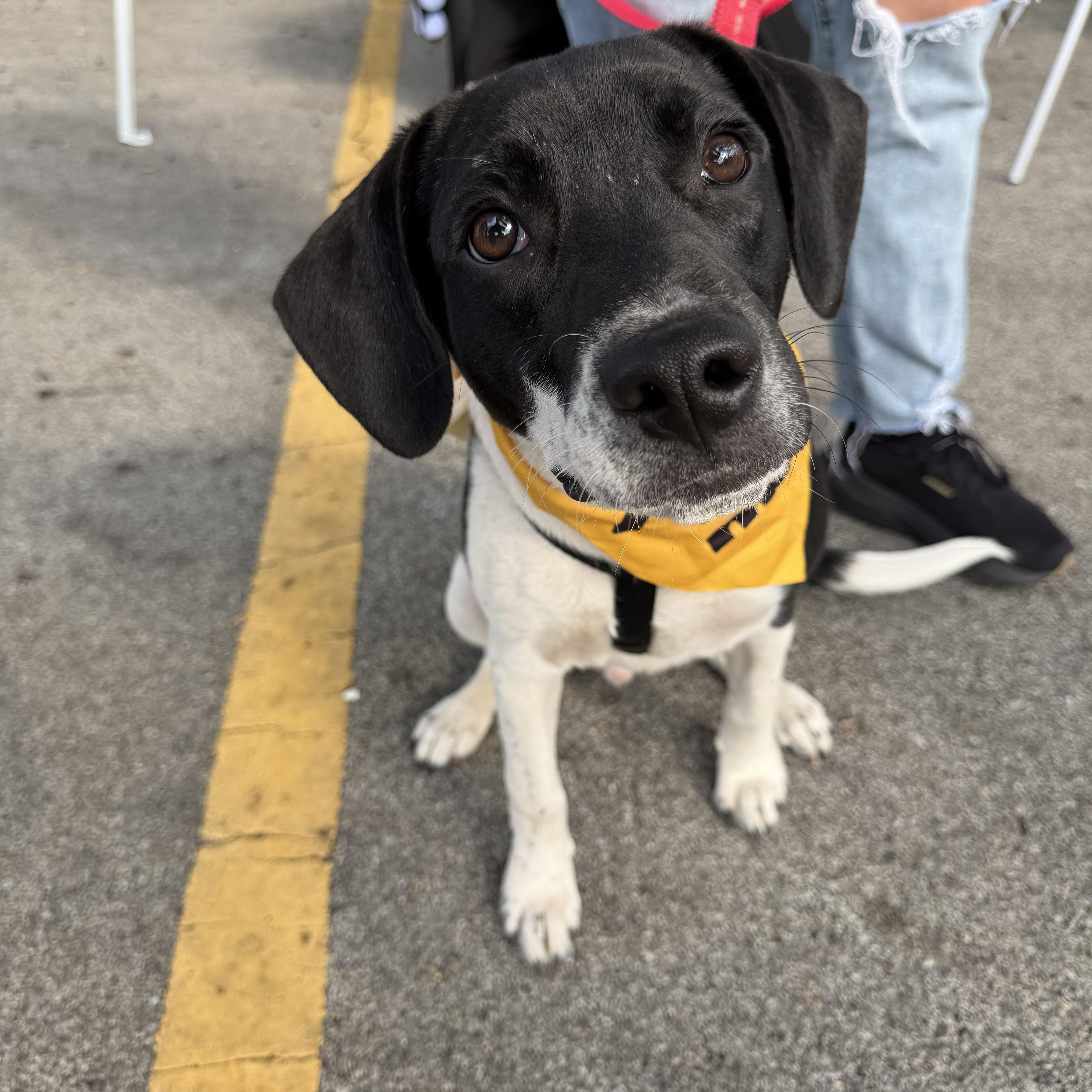 Harvey, ADOPTABLE, Puppy Male Mixed Breed.