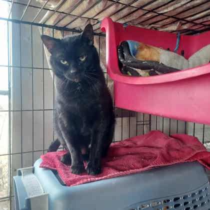 Buds, Adoptable, Adult Male Domestic Short Hair & Domestic Short Hair.