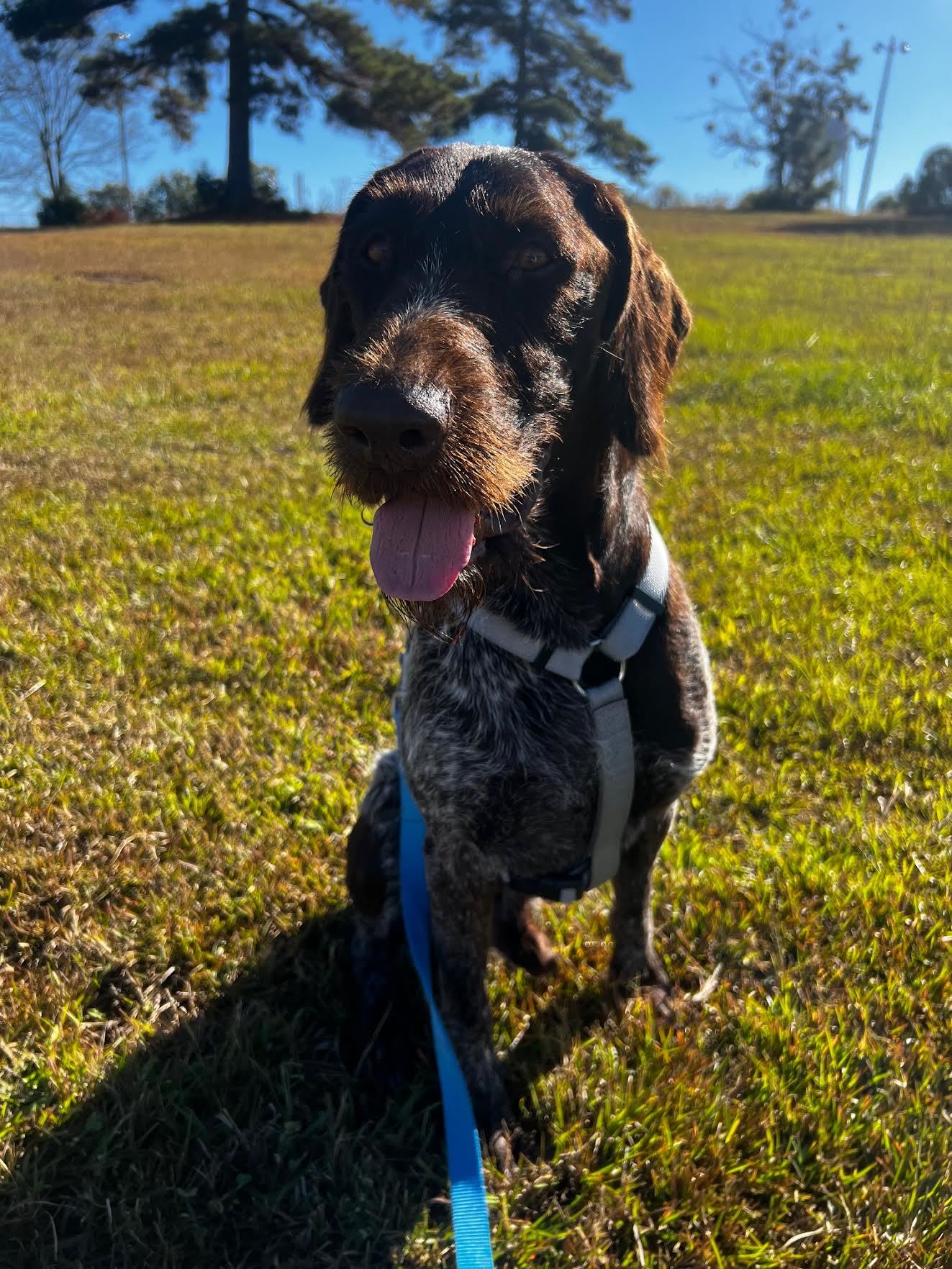 Enlarge Tripp, a Adopted German Wirehaired Pointer in grant, AL image 2/3