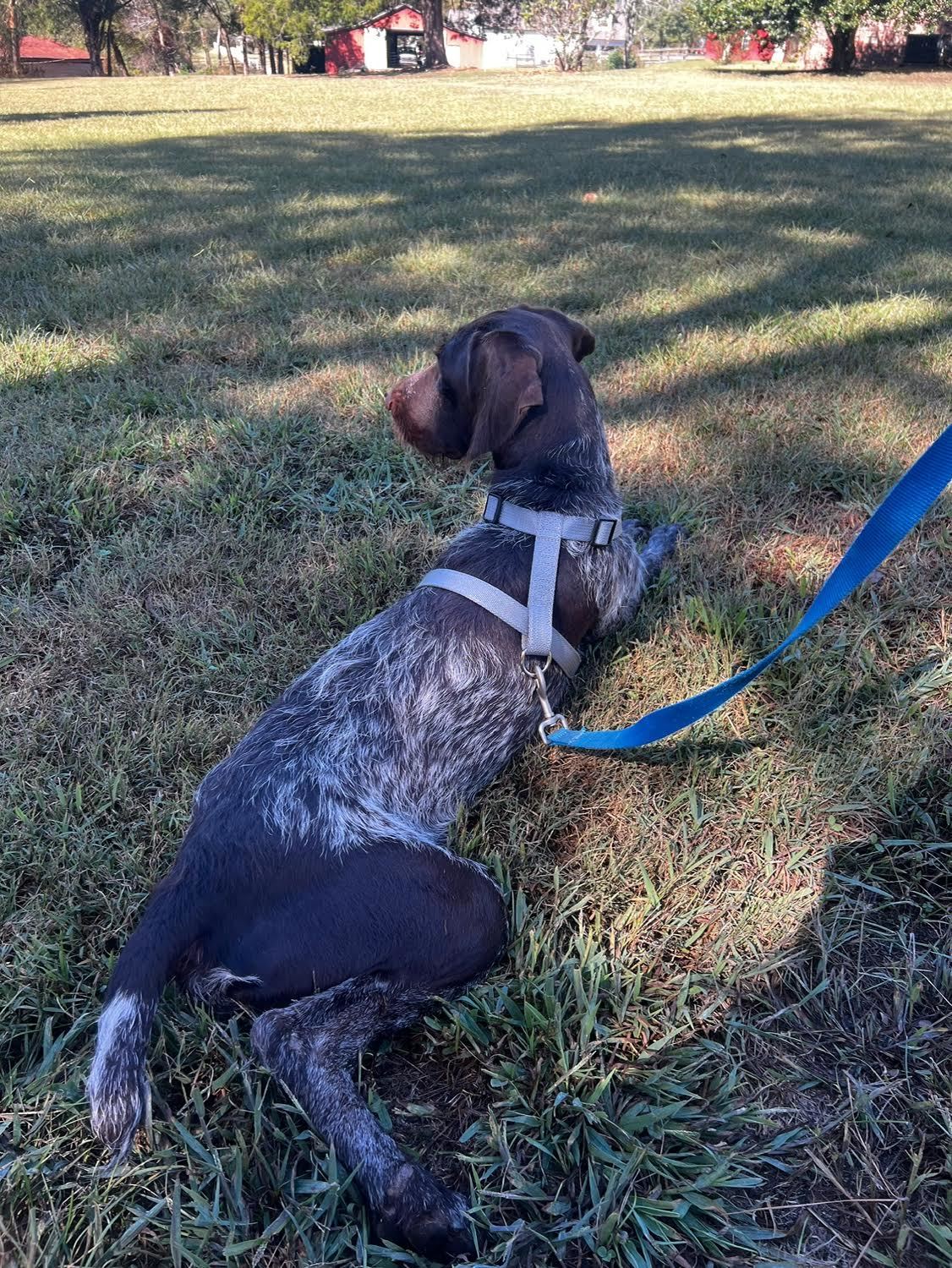 Enlarge Tripp, a Adopted German Wirehaired Pointer in grant, AL image 3/3
