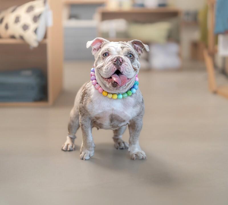 Cupcake, Adoptable, Adult Female English Bulldog.