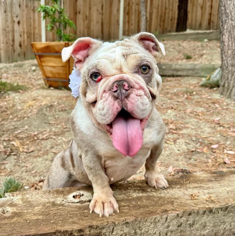 Cupcake, a Adoptable English Bulldog in Valley Village, CA image 1/2